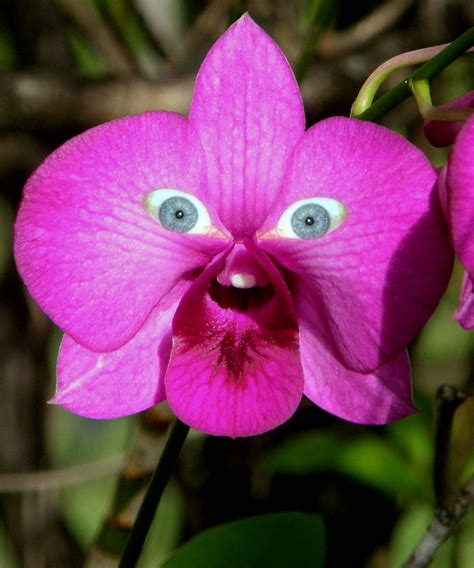 Some orchids are very unusual | Wonderful flowers, Strange flowers ...