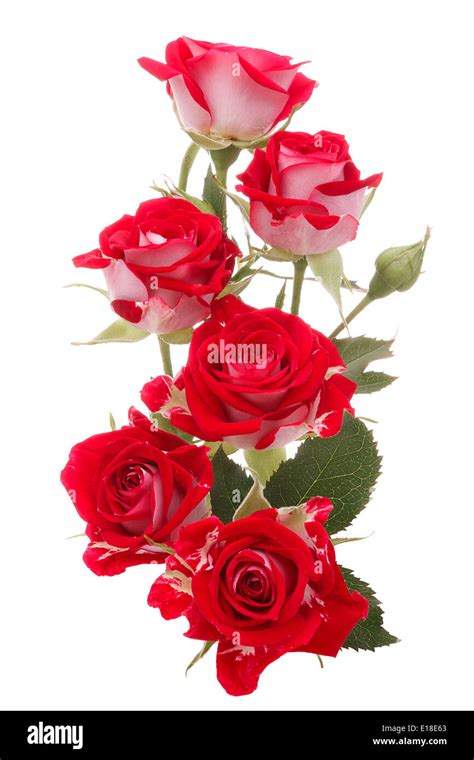 Red rose flower bouquet isolated on white background cutout Stock Photo ...