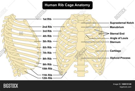 Human body Rib Cage Anatomy anterior and right lateral view all bones ...