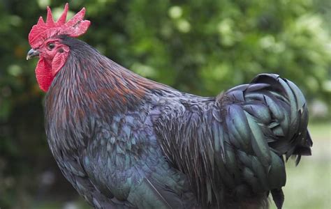 Black Australorp Hens