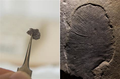 Study of puzzling fossils confirms they came from animal 'Dickinsonia'