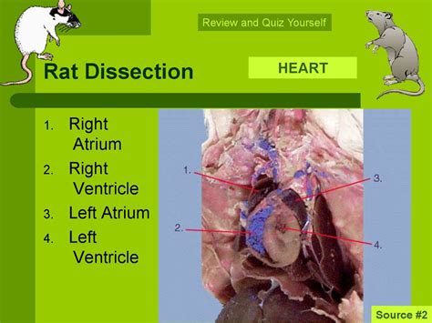 Rat Dissection Lab Practical