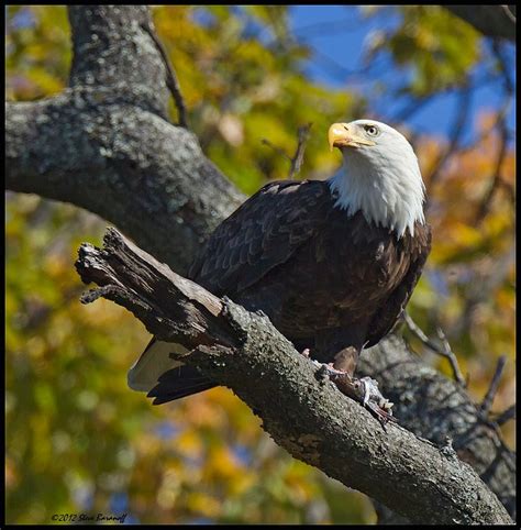 James River Eagles 2012/_2SB7332 bald eagle eating fish