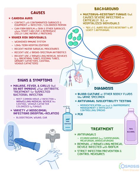 Candida Auris Infection: What Is It, Causes, Signs, and More | Osmosis