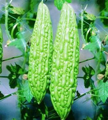 KANAYA Bitter(Gourd) Karela Seed Price in India - Buy KANAYA Bitter ...