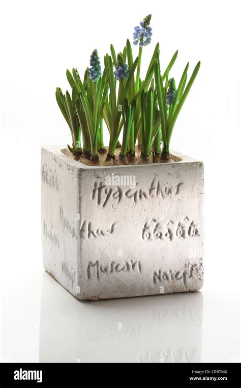 Hyacinths in a flower pot Stock Photo - Alamy