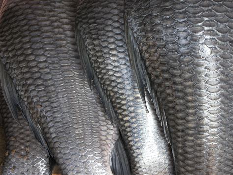 File:Fish scales.jpg - Wikimedia Commons