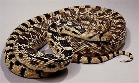 Great Basin Gopher Snake, Utah, USA. | Pituophis melanoleucu… | Flickr