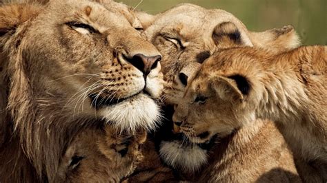 Lion Family Wallpapers - Wallpaper Cave