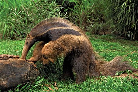 Anteater | Diet, Habitat & Adaptations | Britannica