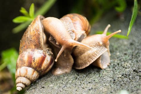 "Malaysian Trumpet Snails: Tank Cleaners Extraordinaire!"