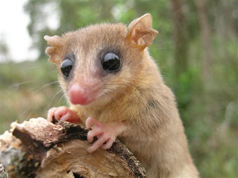 Ninety-six scientists co-author paper on rainforest mammals