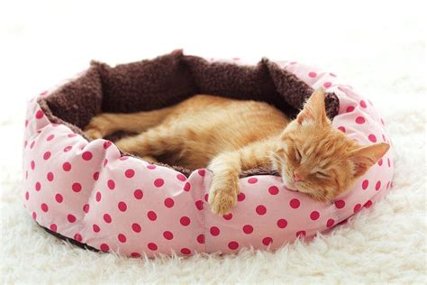 20 DIY Cat Bed Plans You Can Make Today (With Pictures) | Hepper