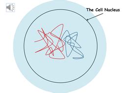 Mitosis animation | Teaching Resources