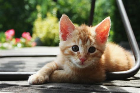 red kitten 01 | Flickr - Photo Sharing!