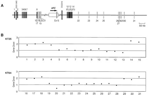 Gene dose mapping around the APC gene. A, schematic presentation of the ...