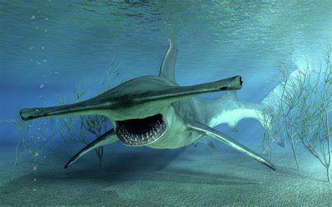 Hammerhead Shark Attack Digital Art by Daniel Eskridge - Fine Art America