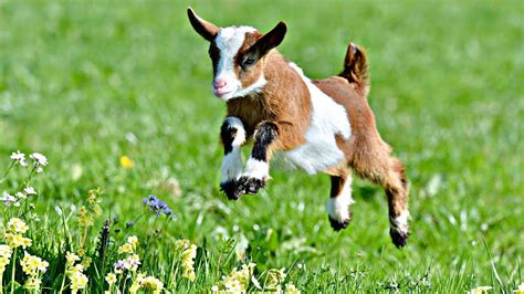 CUTE BABY GOATS JUMPING AND RUNNING!!! - YouTube