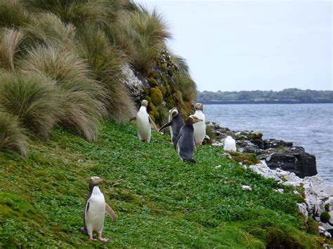 Yellow-eyed Penguins, Enderby Island, Auckland Islands, New Zealand ...