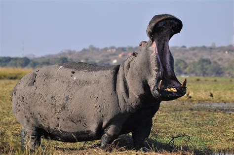 Dangerous African Mammals - TiengAnhK12 - Ôn luyện thông minh