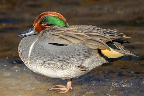 Green-winged Teal Species Info & Hunting - Ramsey Russell's GetDucks.com