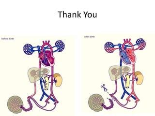 Fetal circulation & changes occurring at birth | PPT