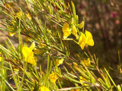 Facts we bet you didn't know about rooibos - Africa Geographic