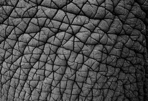 Texture Of Real Elephant Skin Photo Background And Picture For Free ...