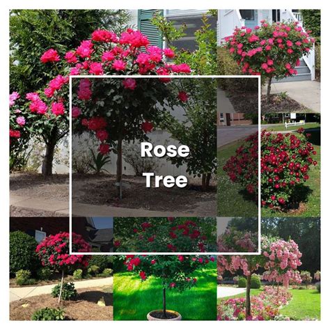 How to Grow Rose Tree - Plant Care & Tips | NorwichGardener