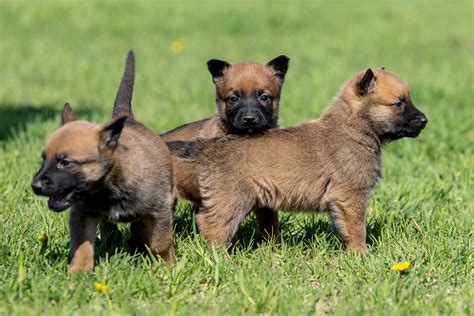 8 Facts About Belgian Malinois - Greenfield Puppies