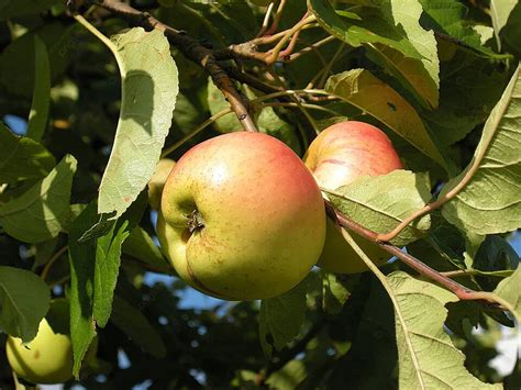 Apple Tree Harvesting Leaf Fruit Photo Background And Picture For Free ...