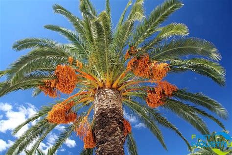 Saudi Arabia's date palm production is expected to increase