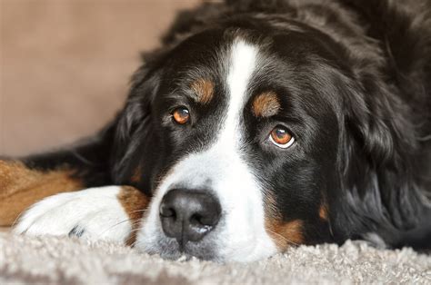 Top 10 Long-Haired Dog Breeds You Need To Know | FitBark