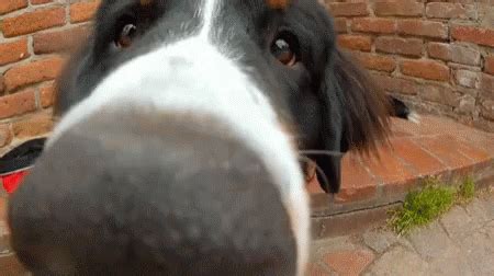 Sniff Dogs GIF - Sniff Dogs - Discover & Share GIFs