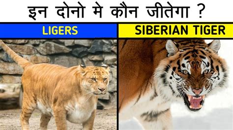 Siberian Tiger vs Liger who would win | Fight | Size | Hindi | 2021 ...