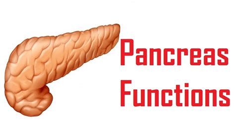 pancreas functions in human body - YouTube