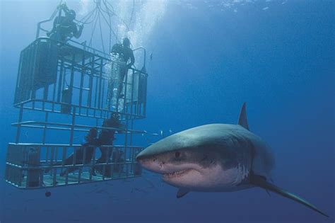 Top Tips for Cage Diving with Sharks