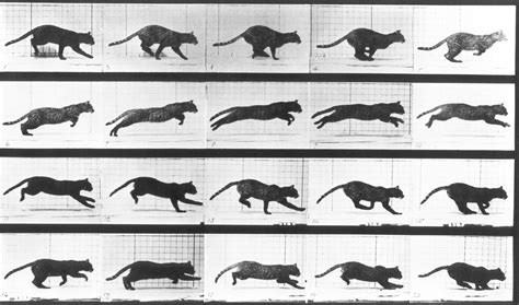 Cat Run Cycle | Eadweard muybridge, Animation, Animation reference