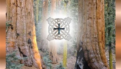 Elm Tree Symbolism And Meaning | Ancient runes, Elm tree, Tree