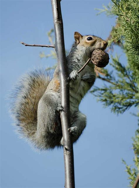 What to Feed Squirrels