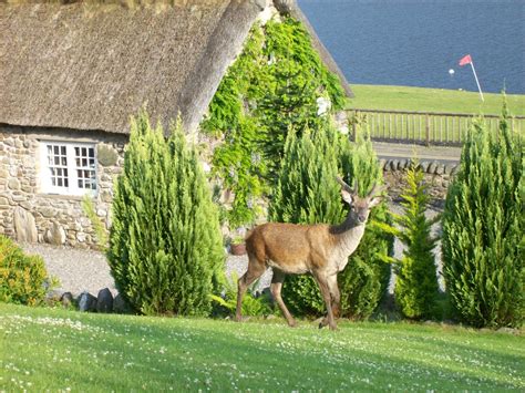 Late Availability, Holiday Cottages Scotland, Vacation Rentals, Self ...