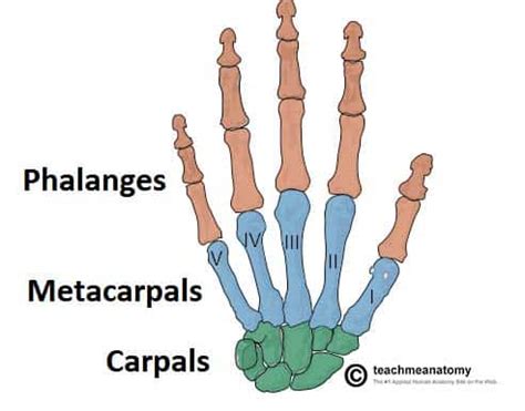 Bones of the Hand - Carpals - Metacarpals - Phalanges - TeachMeAnatomy