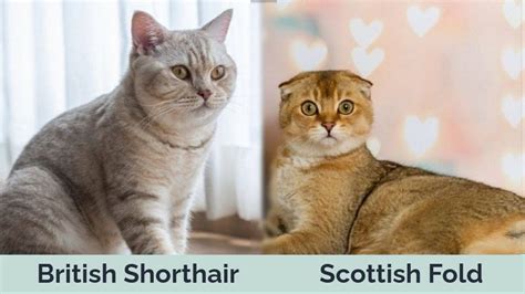 British Shorthair vs Scottish Fold Cats: The Differences (With Pictures ...