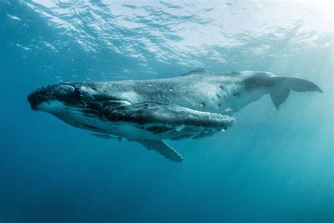 Whales Dazzle the World’s Oceans in These Underwater Photos