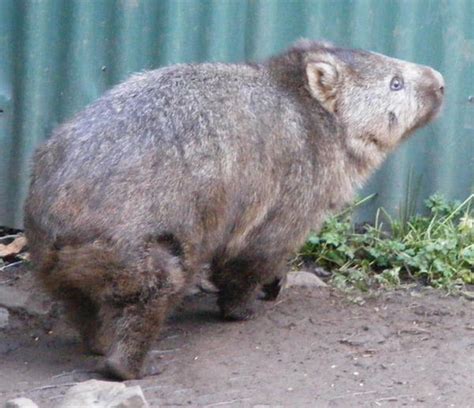 Fat Wombat 03 by Gracies-Stock on DeviantArt