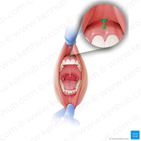 Soft palate: Anatomy, function and muscles | Kenhub