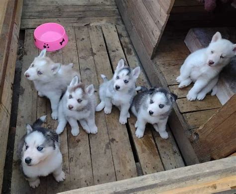 Husky Puppies For Sale Melbourne - Husky Puppies Free To Good Home ...