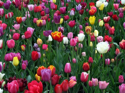 thaumazein: DUTCH TULIPS