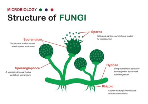 Fungi (Importance, Classification and More) - Solution Pharmacy