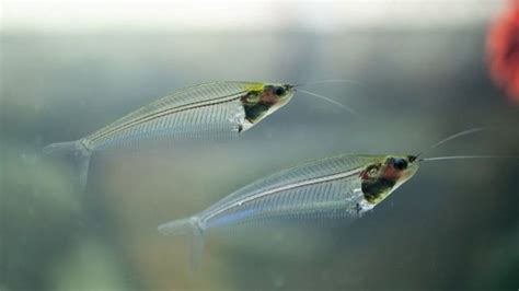 Ghost catfish: See-through fish uses muscles to turn rainbow-coloured ...